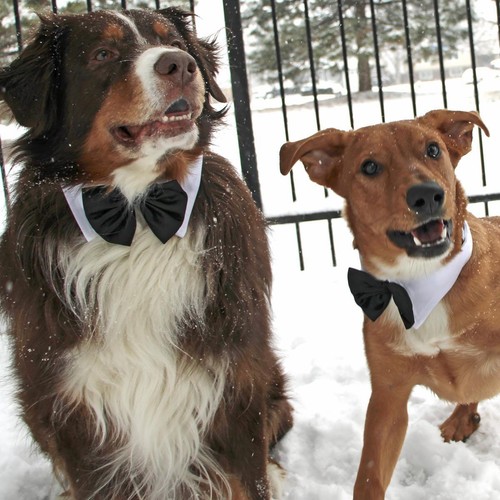 Halloween dog bow tie black - dog,